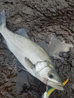 ヒラスズキの釣果