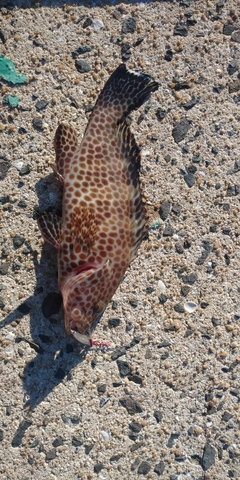 オオモンハタの釣果