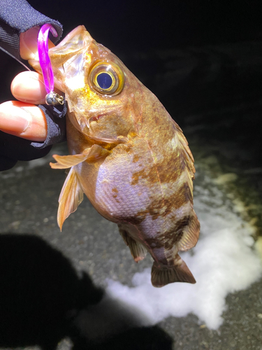 メバルの釣果