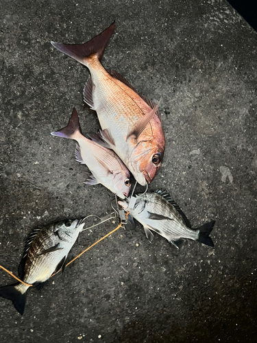 マダイの釣果