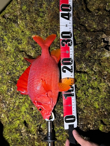 トガリエビスの釣果