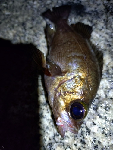 シロメバルの釣果