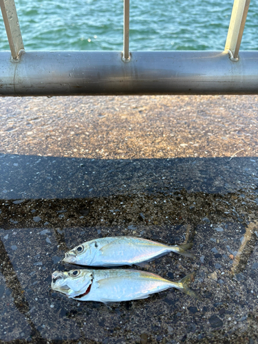 アジの釣果