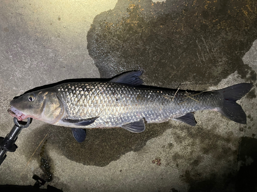 ニゴイの釣果