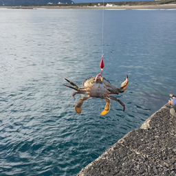 タイワンガザミ