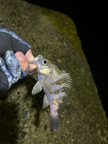 シロメバルの釣果