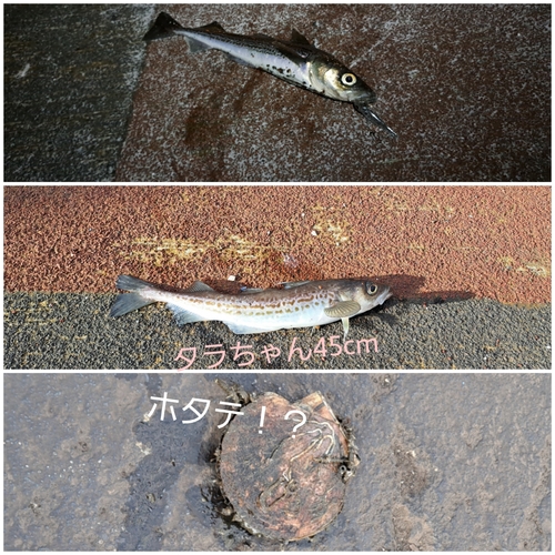 タラの釣果