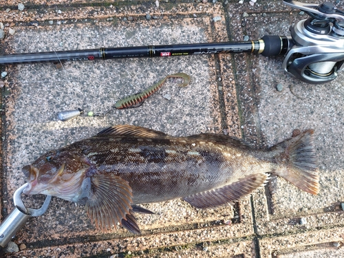 アイナメの釣果