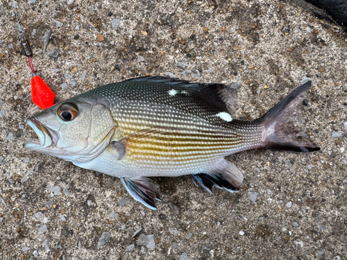 バラフエダイの釣果