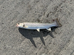 アメマスの釣果