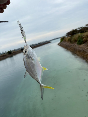 メッキの釣果