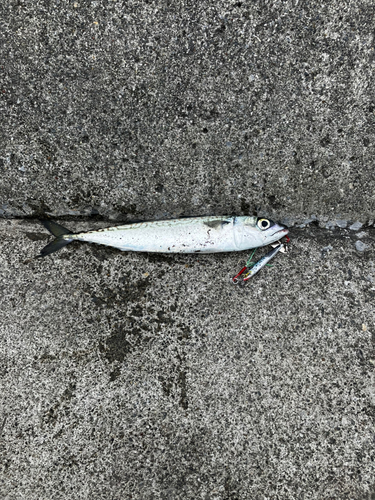 サバの釣果