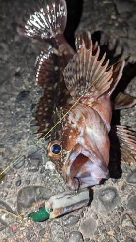 カサゴの釣果