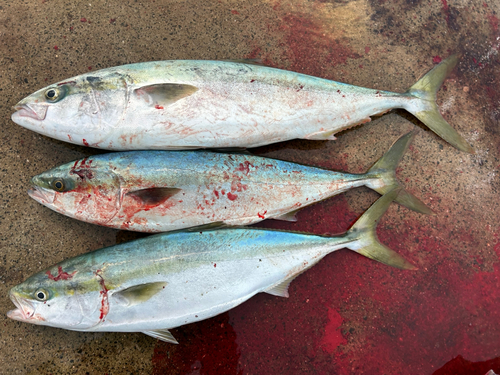 ブリの釣果