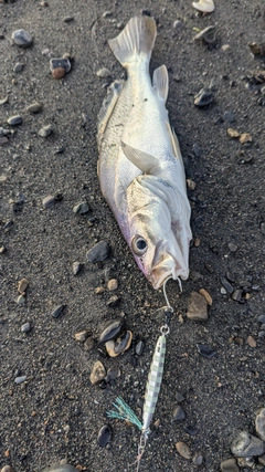 ニベの釣果