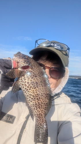 オオモンハタの釣果