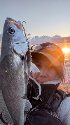 ニベの釣果