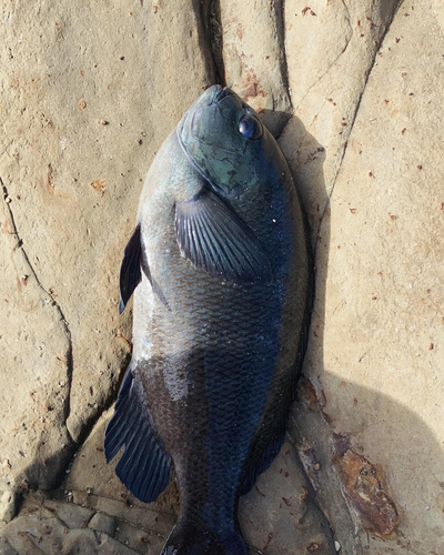 メジナの釣果