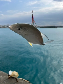 ガーラの釣果