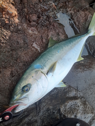 ヒラマサの釣果