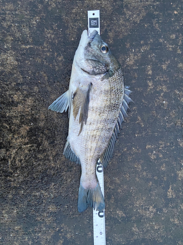 クロダイの釣果