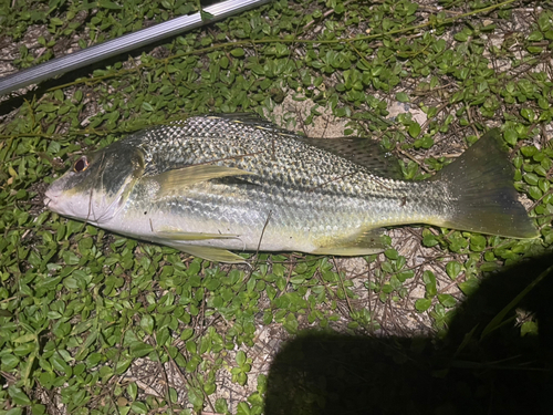 ホシミゾイサキの釣果