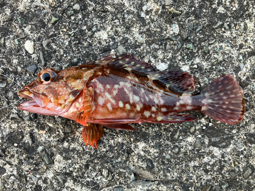 ハオコゼの釣果