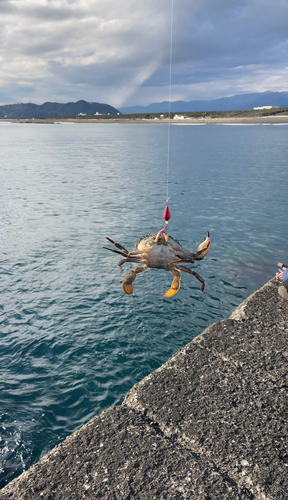 タイワンガザミの釣果