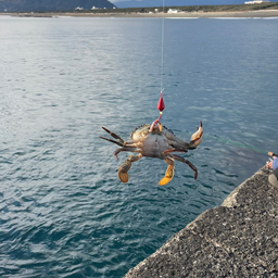 タイワンガザミ