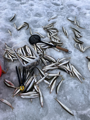 チカの釣果