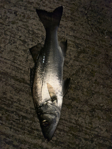 アオメバルの釣果