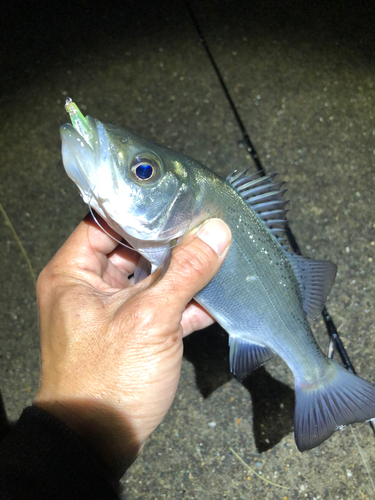 セイゴ（ヒラスズキ）の釣果