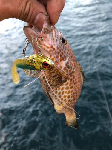 オオモンハタの釣果