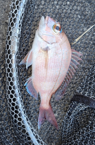 チャリコの釣果