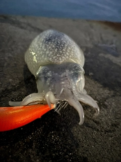 シリヤケイカの釣果