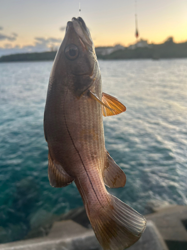 釣果