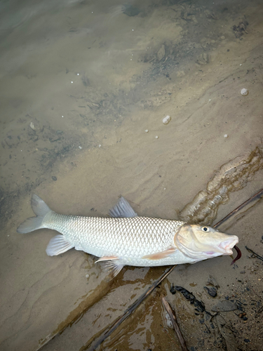 ニゴイの釣果