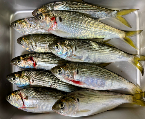 碧南海釣り公園