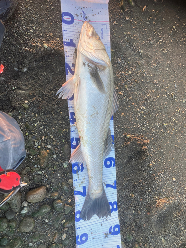 シーバスの釣果