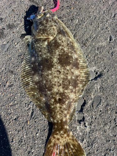 ヒラメの釣果