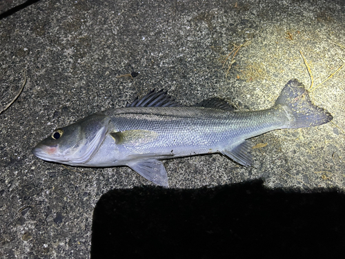 セイゴ（マルスズキ）の釣果