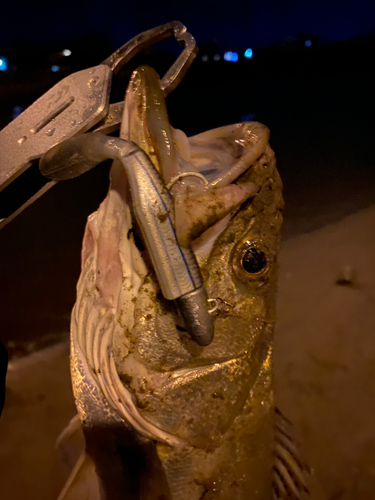 セイゴ（マルスズキ）の釣果