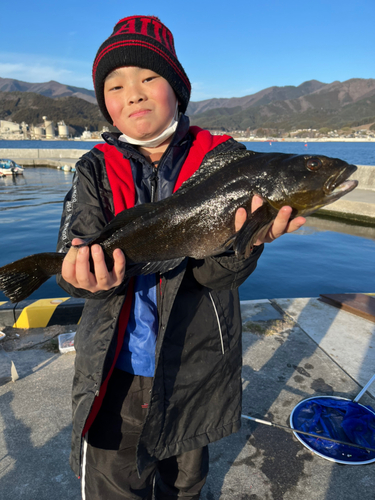 アイナメの釣果