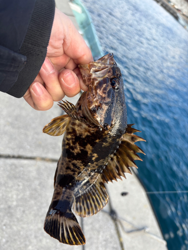 ベッコウゾイの釣果