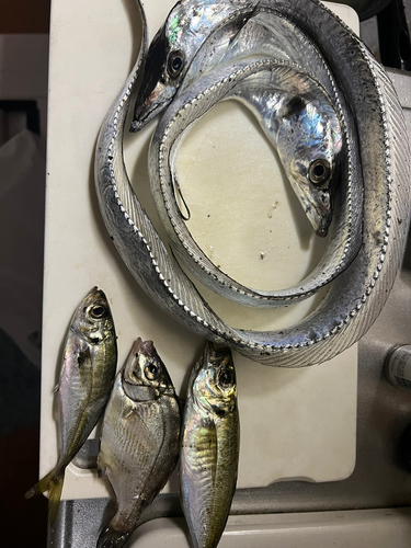 タチウオの釣果