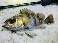 シロメバルの釣果