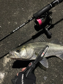 フッコ（マルスズキ）の釣果