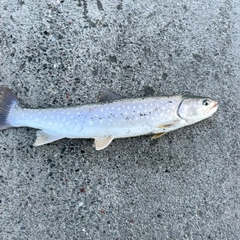 アメマスの釣果