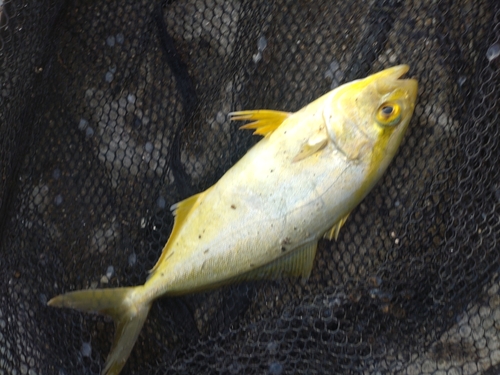 鹿島港魚釣園