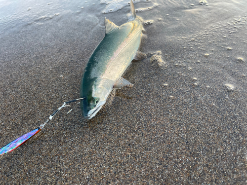 サクラマスの釣果